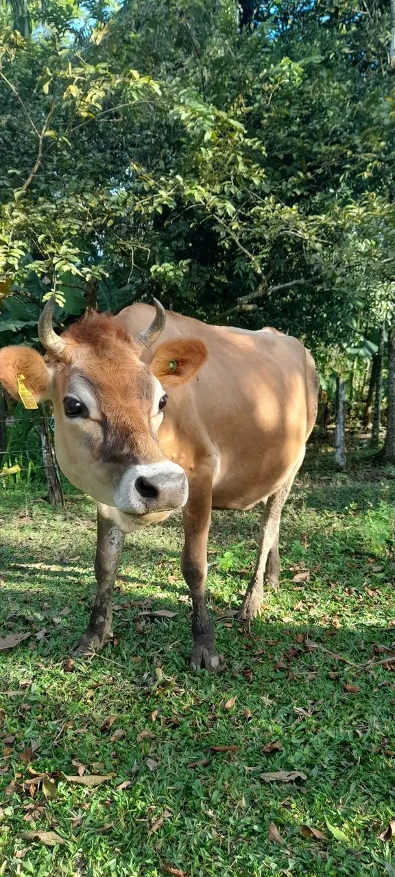 Vaca gersei para Criação