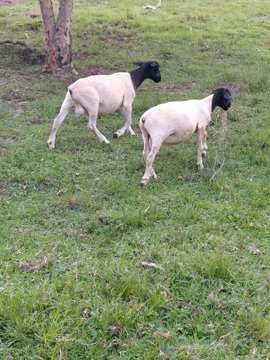 DORPER BORREGOS  - Foto 5