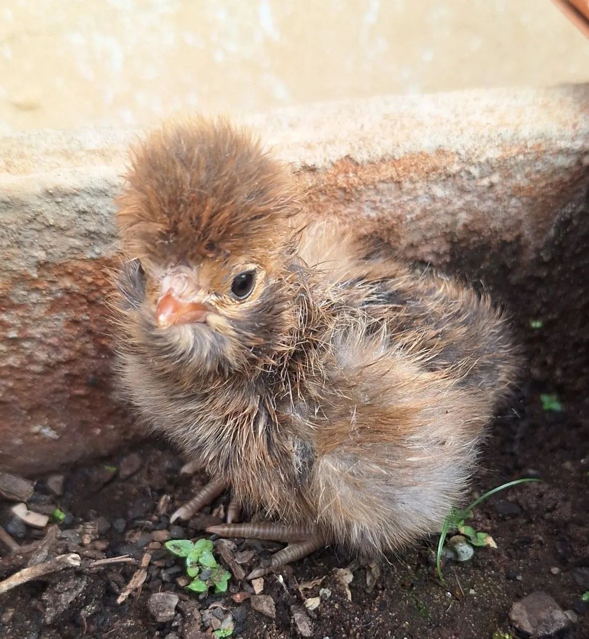 Pintinhos Galinha Polonesa  - Foto 2