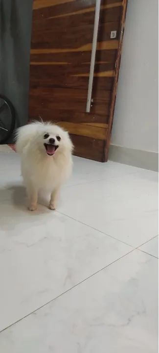 Machinho Lulu da Pomerânia com Pedigree (Opcional) - Foto 4