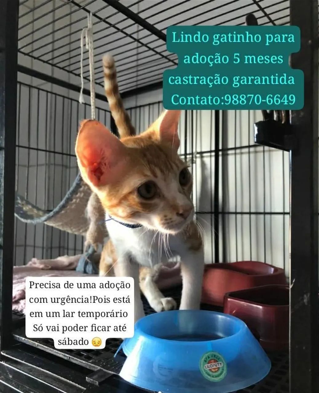 Gatinho para ADOÇÃO 