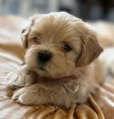 Encanto em Forma de Cão - Lhasa Apso Machos e Fêmeas Disponíveis