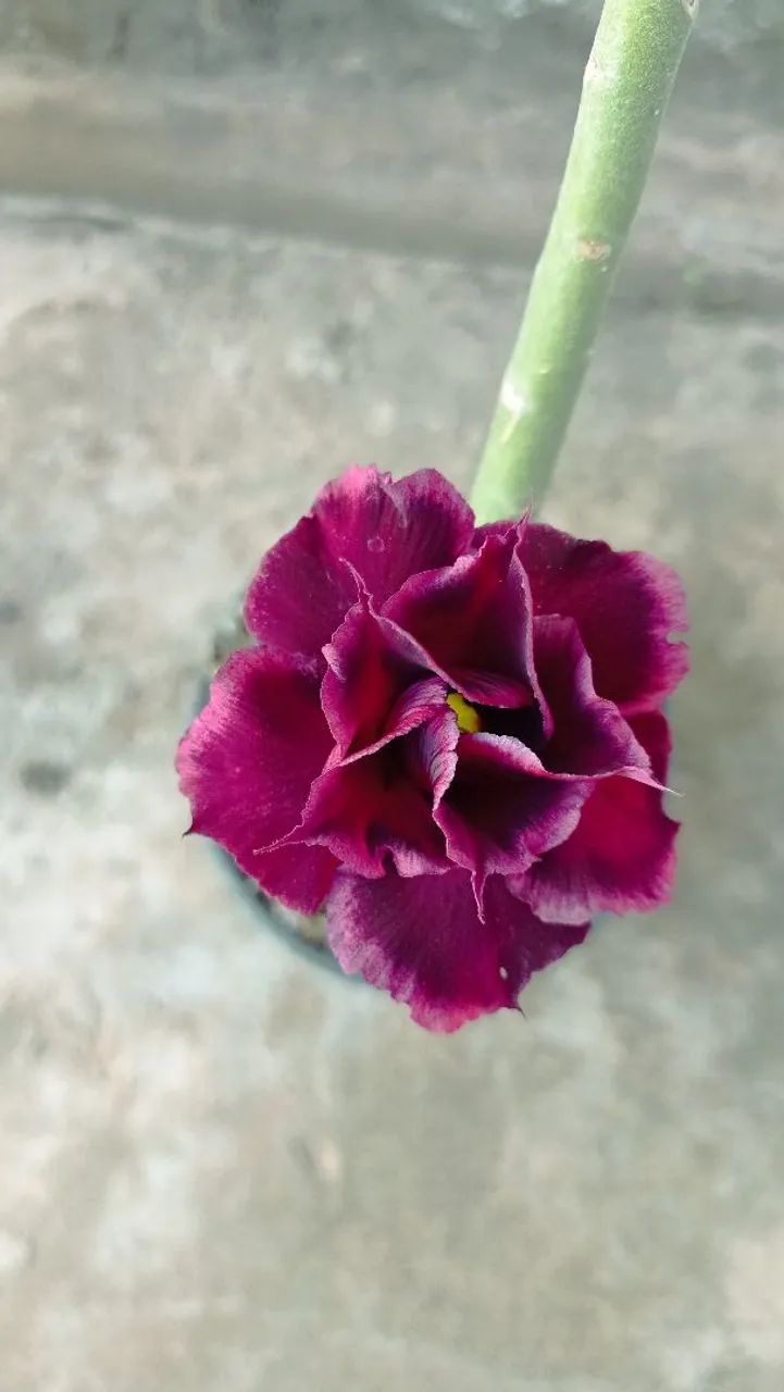 Rosa do Deserto - cor roxa - Foto 2