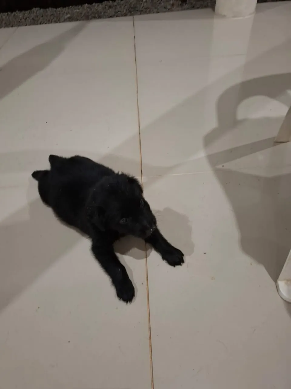 Doação responsável 02 filhote macho 2 meses eles já estão vermífugados.