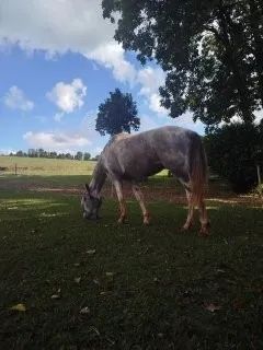 égua crioula - Foto 3