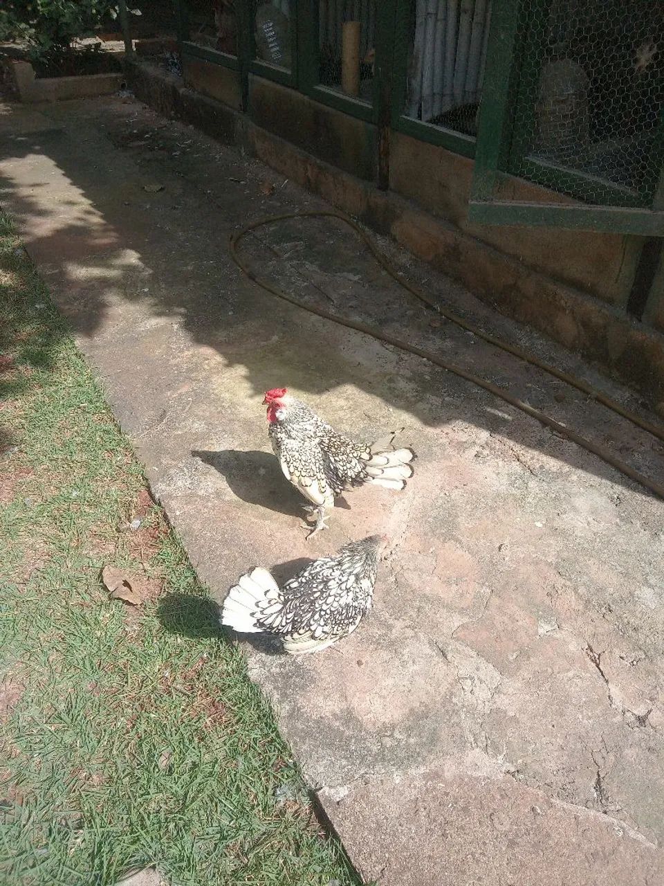 Galinhas ornamentais sebrayt 