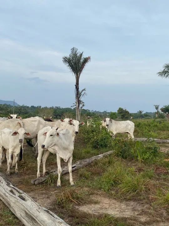 Gado - Foto 6