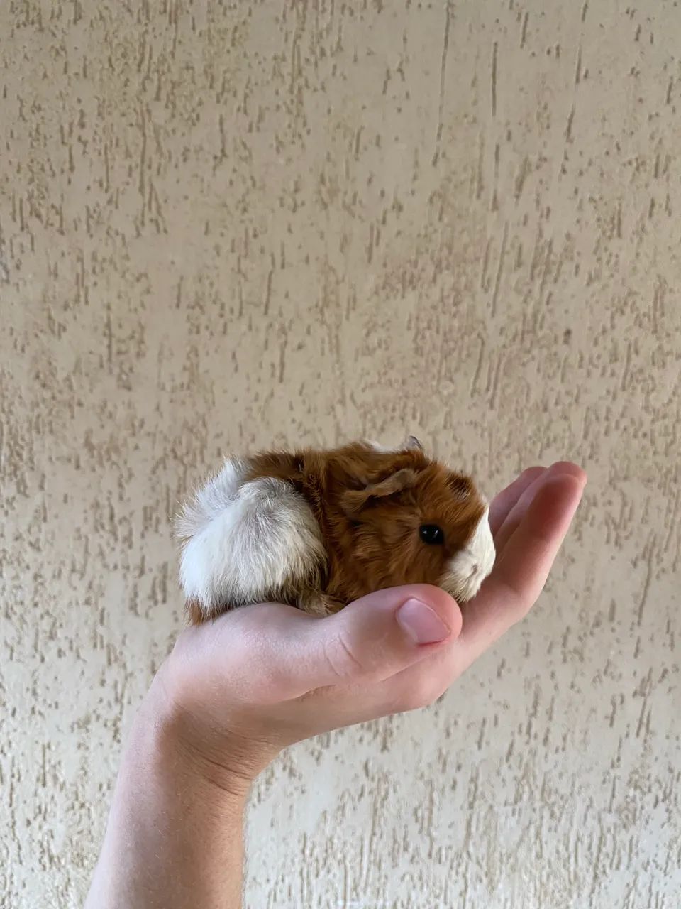 Porquinho da índia  - Foto 2