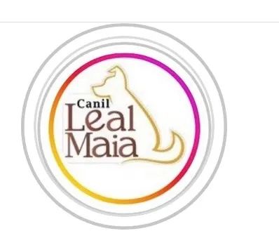 Lulu da Pomerania / O maior canil do Brasil / Spitz Alemão / Melhor Linhagem  - Foto 4