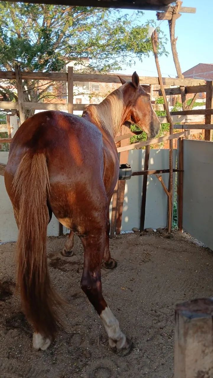cavalo de campo e machador pra comércio  - Foto 4