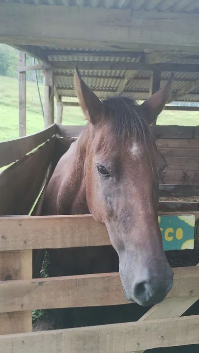 Égua mangalarga marchador