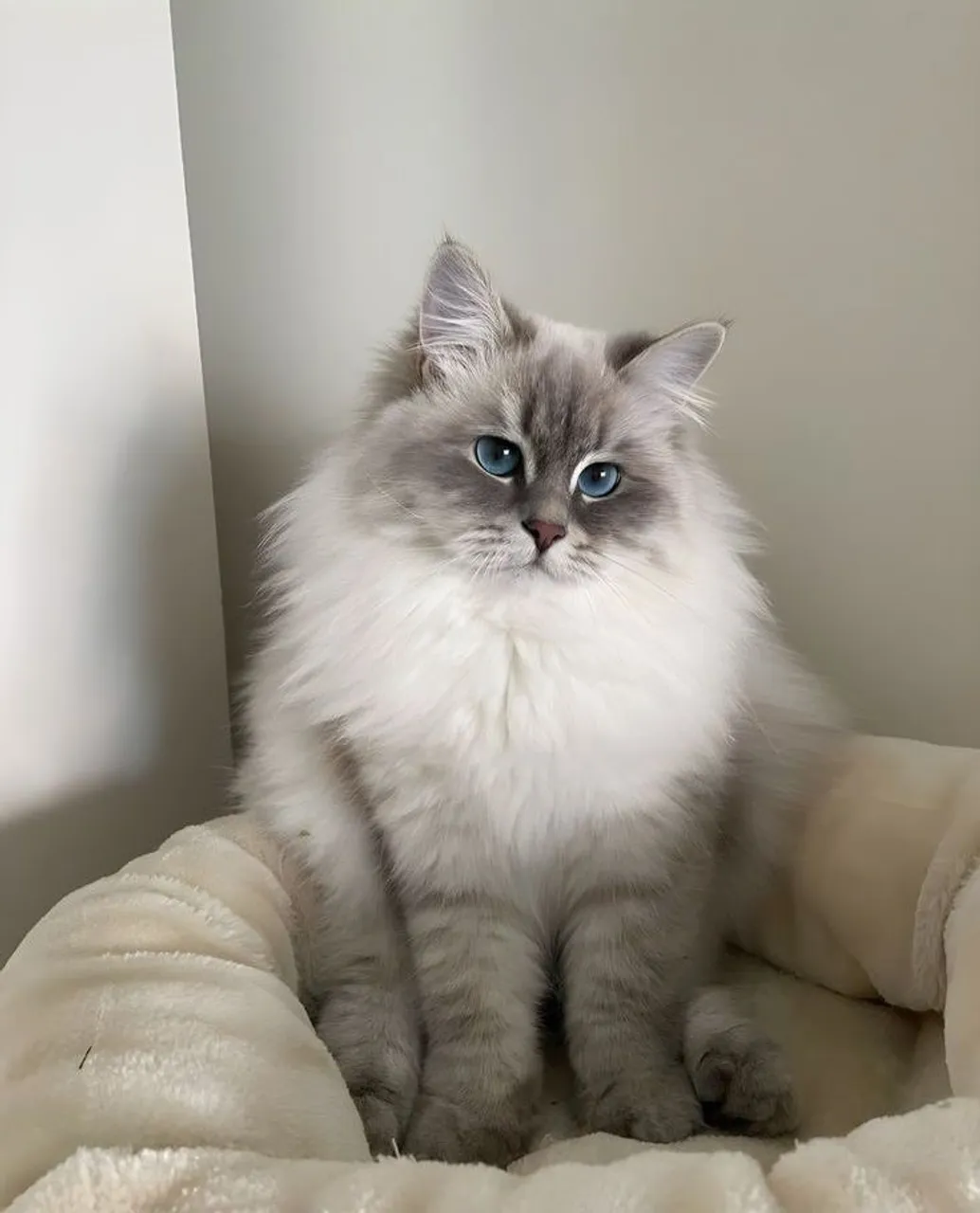 Lindo Filhote Ragdoll - Carinhoso e Sociável!