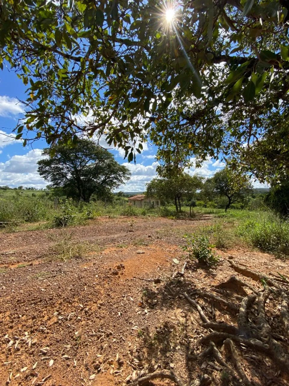 Sítio 43km de Montes Claros - Foto 4