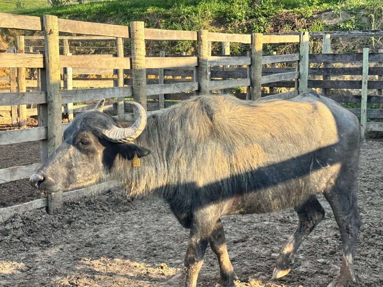 Búfalo a venda e  búfala  - Foto 5
