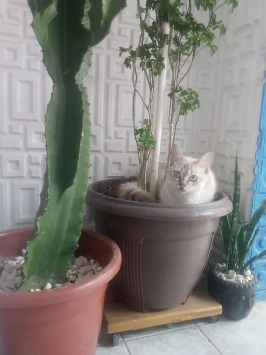 Doação de Gatinha de 1 Ano e Mese - Foto 3