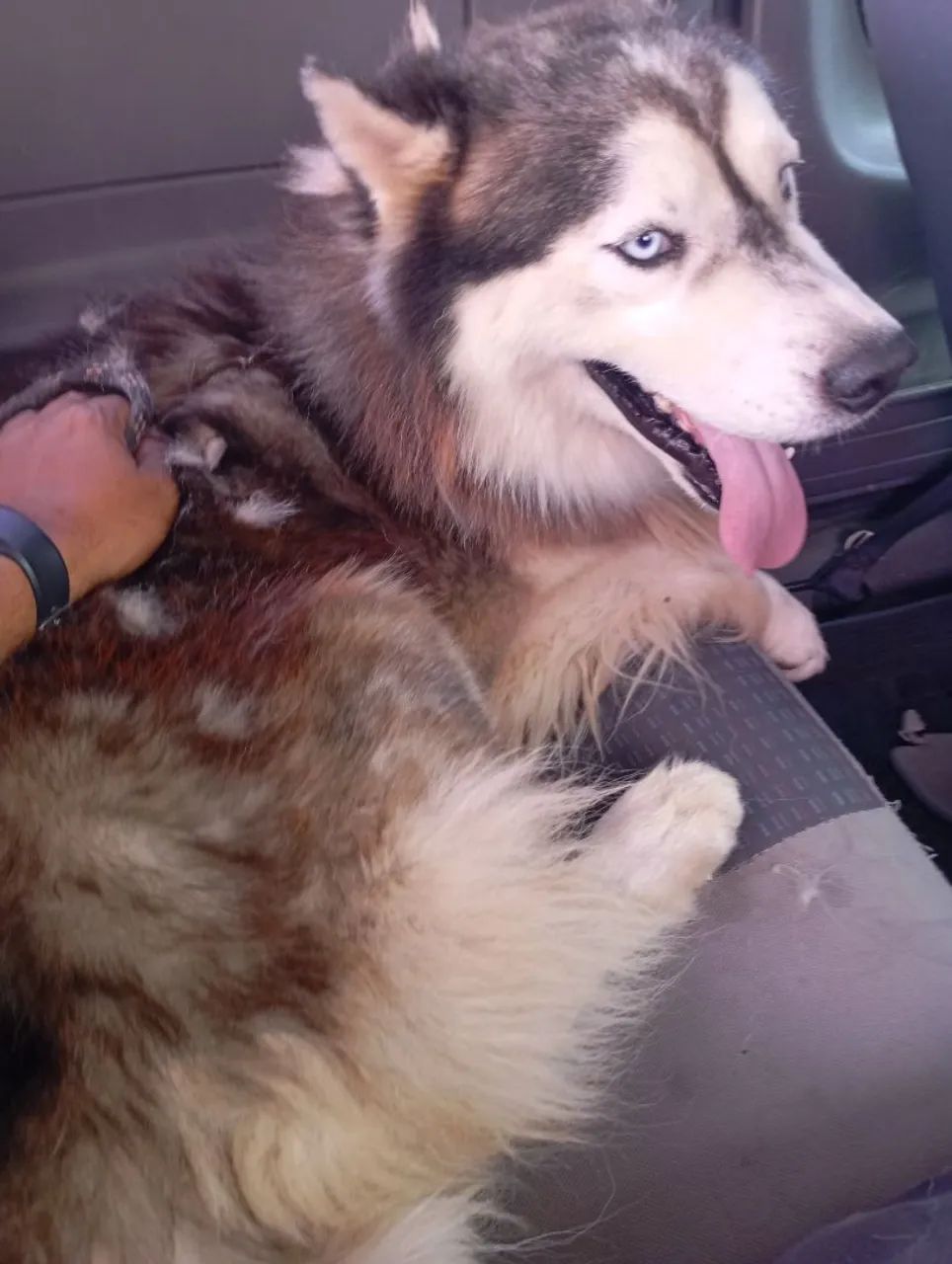 Filhotes de Husky Siberiano disponíveis Pelagem Super Wolly - Foto 4
