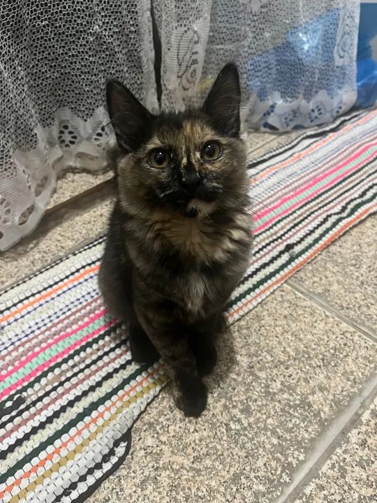 Gatinha linda disponível para adoção - Foto 2