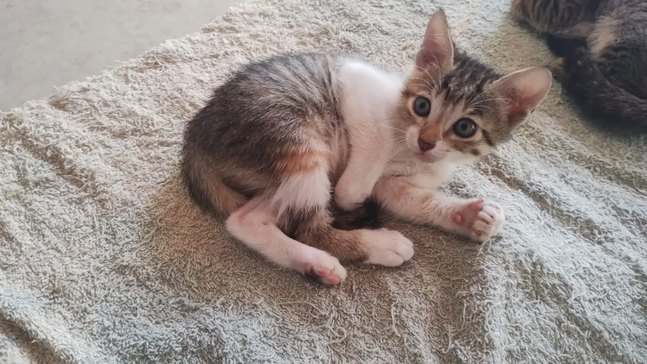 Gatinho filhote para adoção