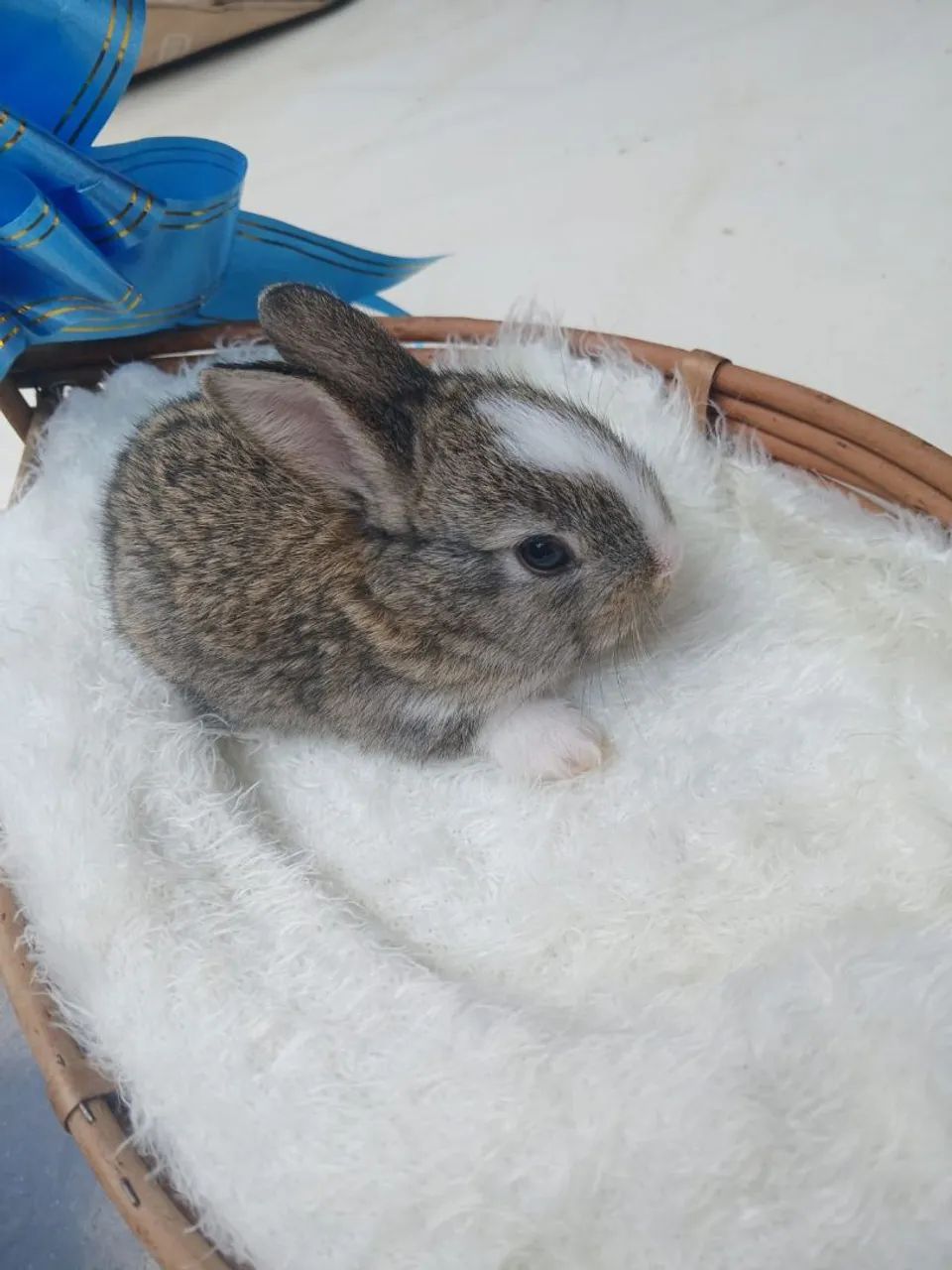 Lindos Coelhinhos  - Foto 2