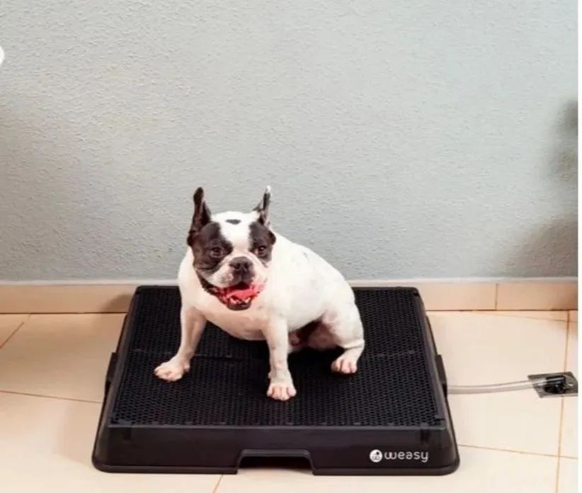 Banheiro inteligente - Weasy dog 