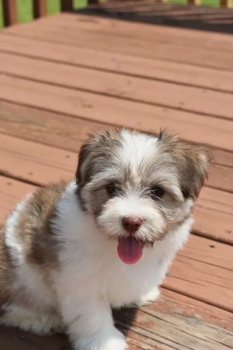 Lhasa Apso com Adestramento no Tapetinho e Manual Completo do Filhote