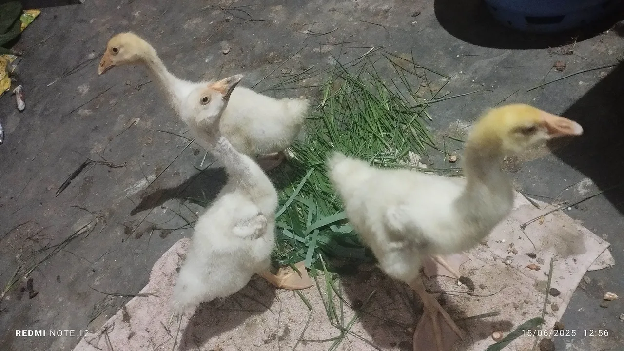 3 lindos filhotes de gansos branco