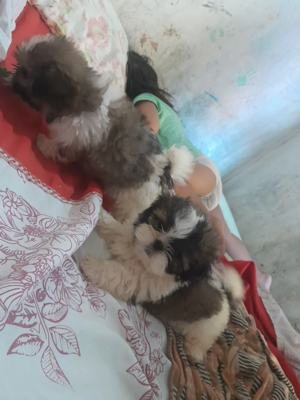 Filhote Shih Tzu para adoção
