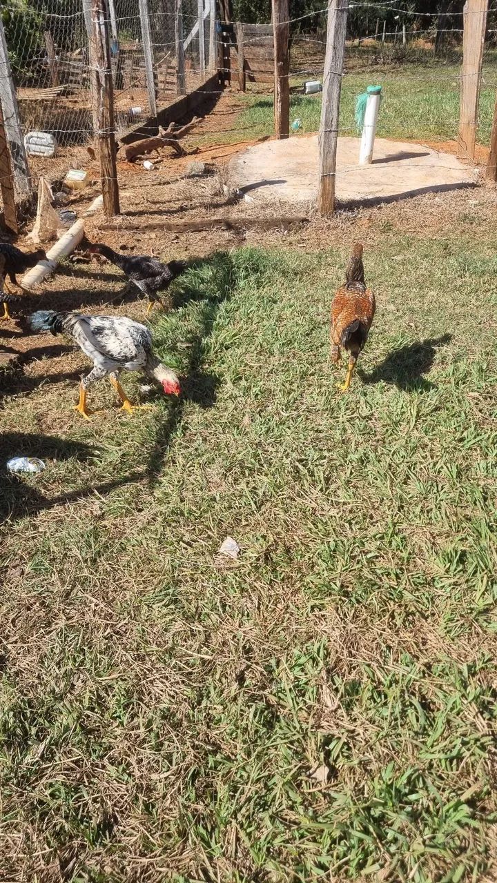 Frangos caipira  - Foto 2