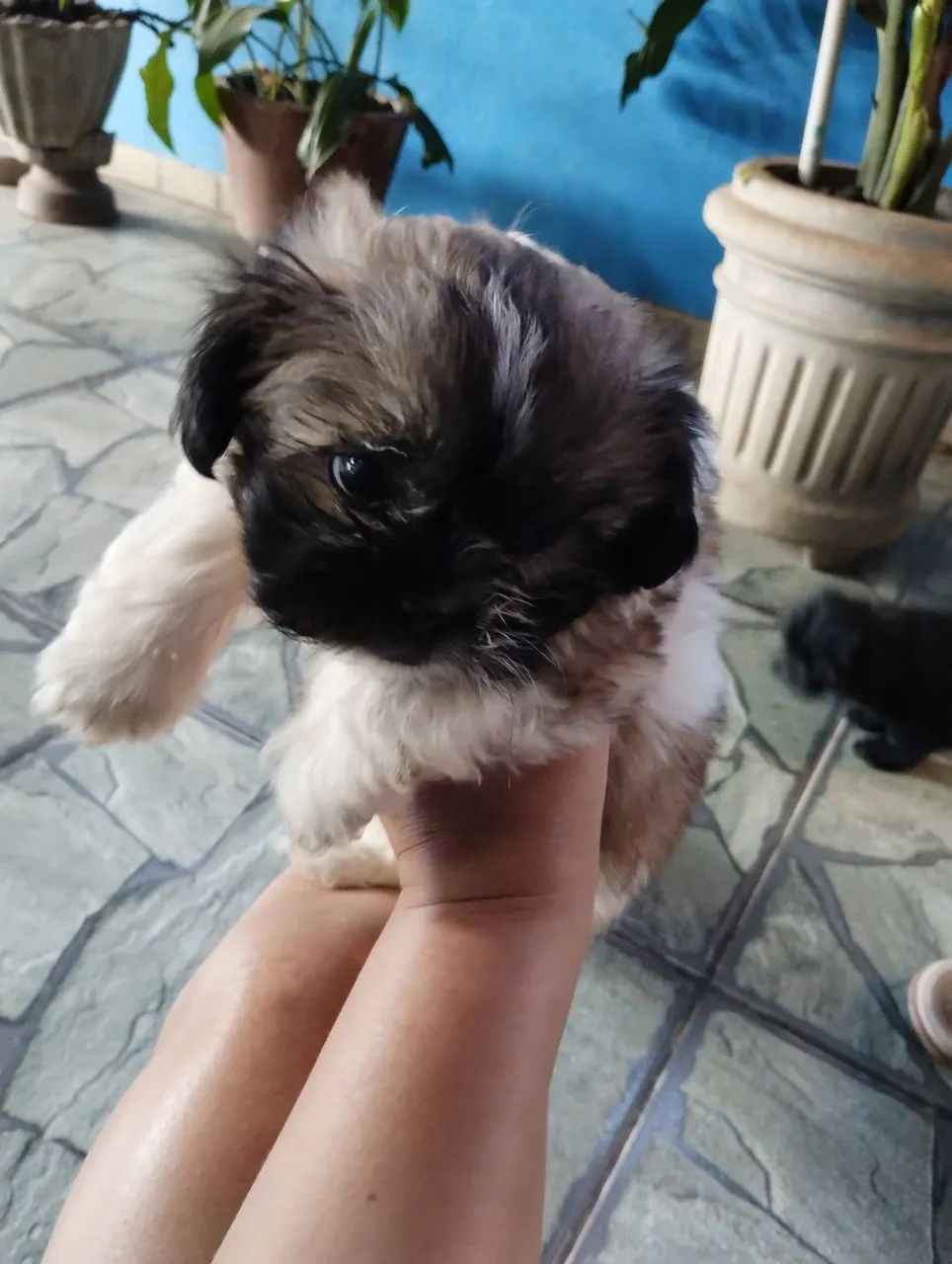 Vende se cachorro  - Foto 5