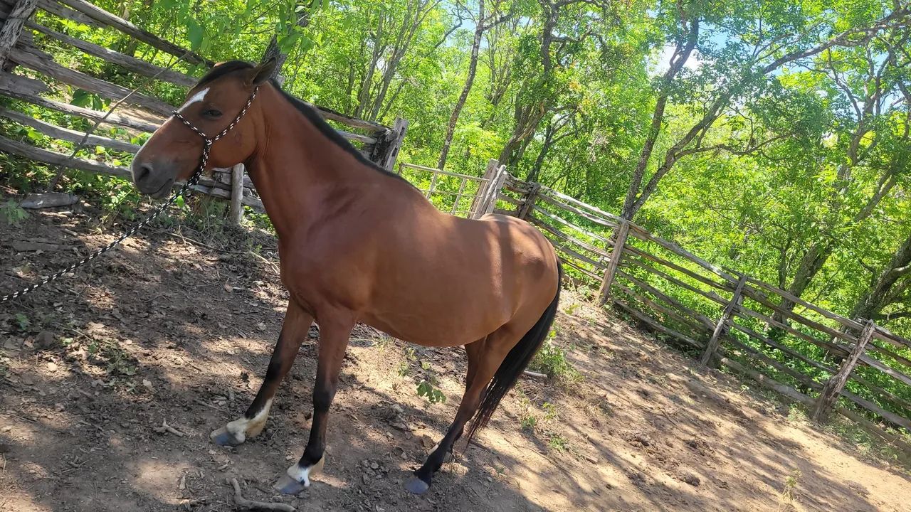 Vende-se égua muito mansa está preia de um cavalo muito bom a égua tem viageiro - Foto 2