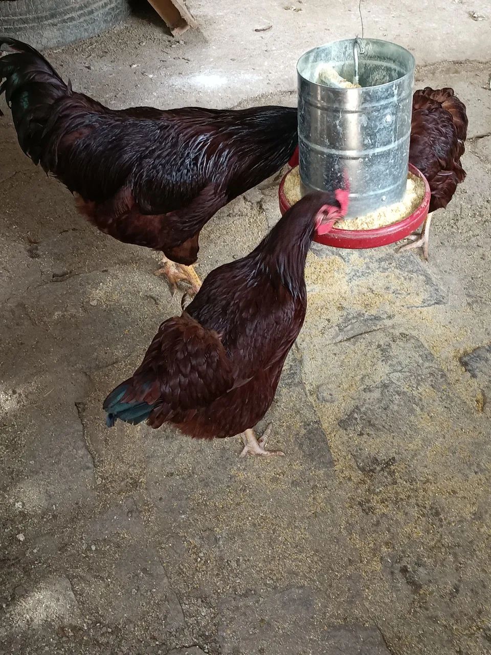 Ovos e pintinhos  - Foto 2