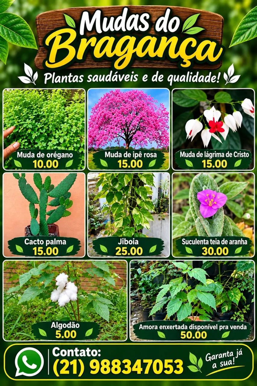 Planta 