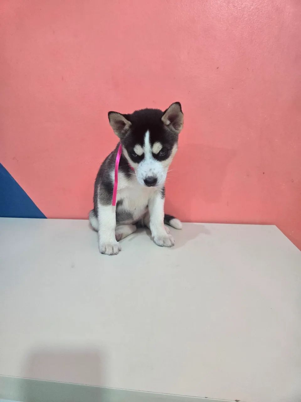 Husky siberiano Fêmea  - Foto 3
