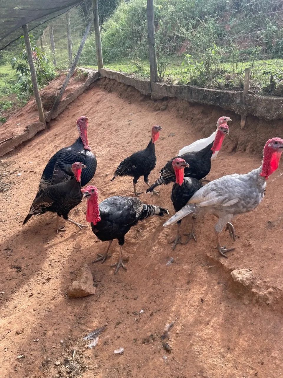 Aves perus