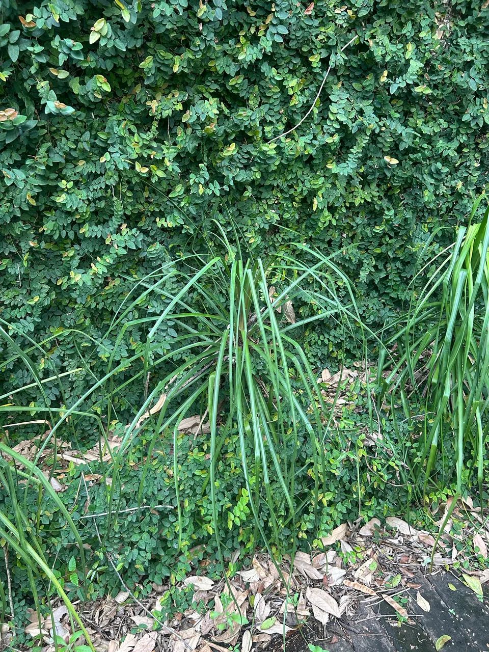 Planta Pata de elefante  - Foto 2