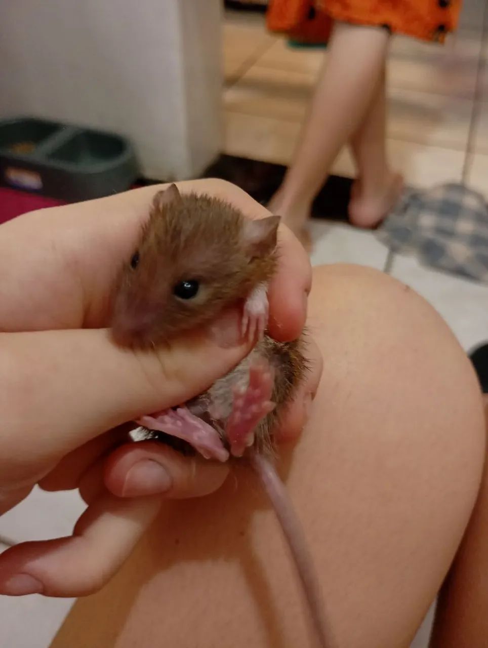 Ratos Twister filhotes e dosmeticos  - Foto 5