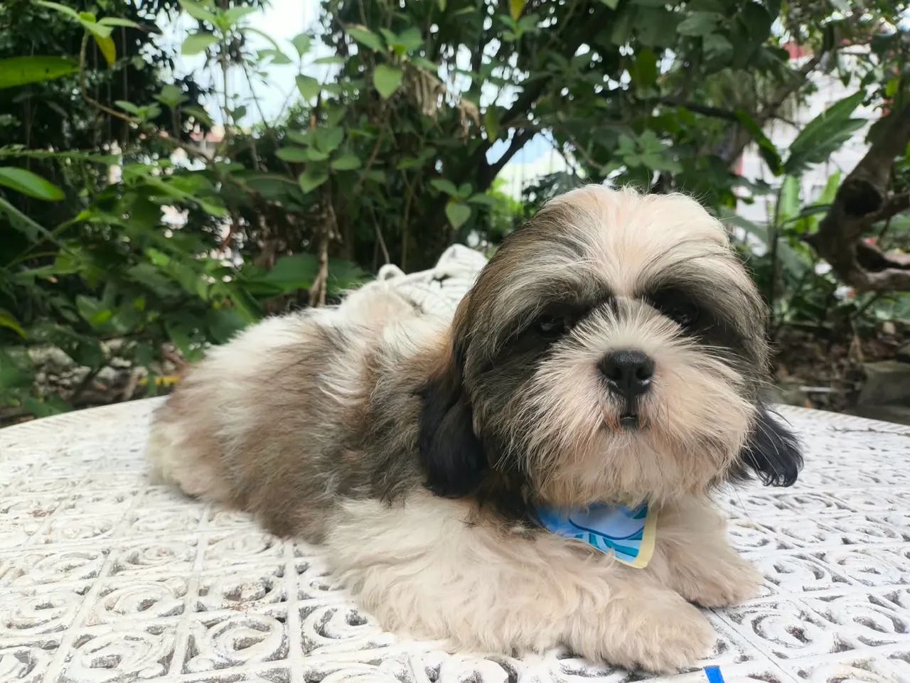Shihtzu macho  - Foto 3