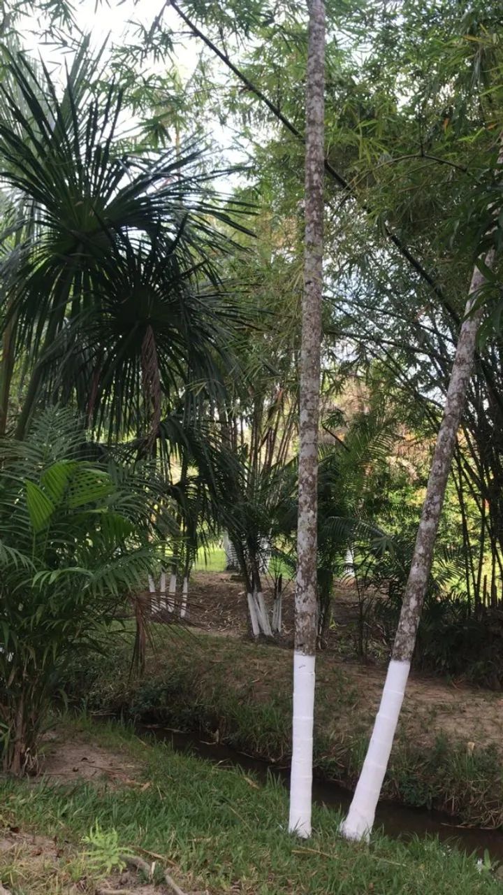 Chácara 11.000 m2 - Foto 3