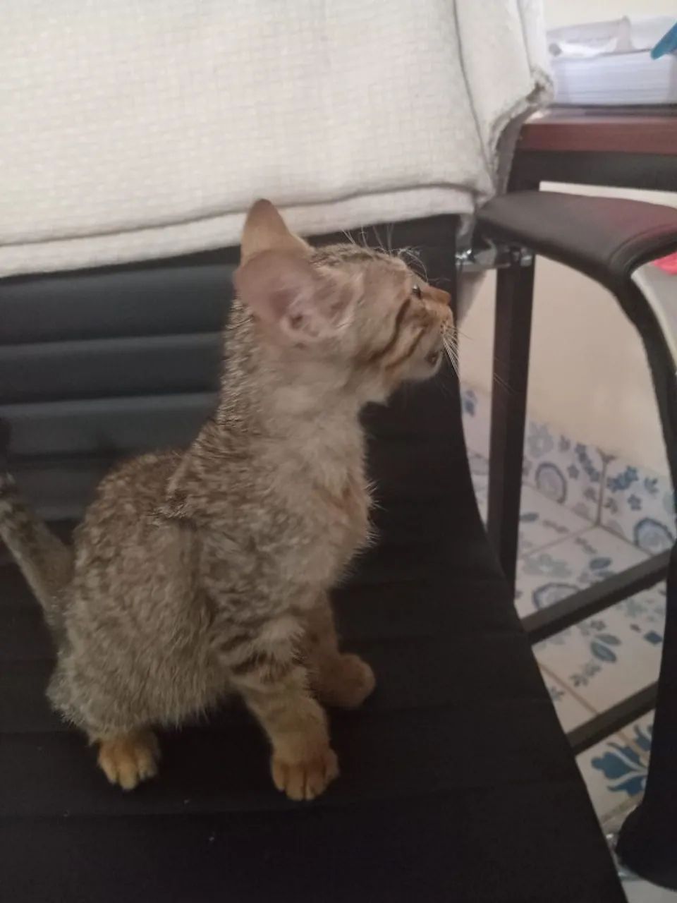 gato - Foto 4