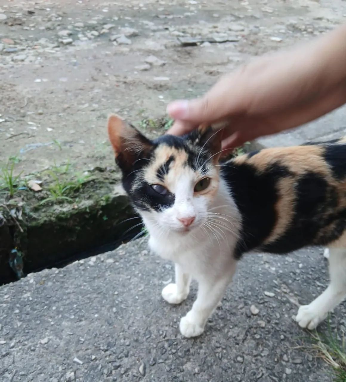 Doação de gata - Foto 4