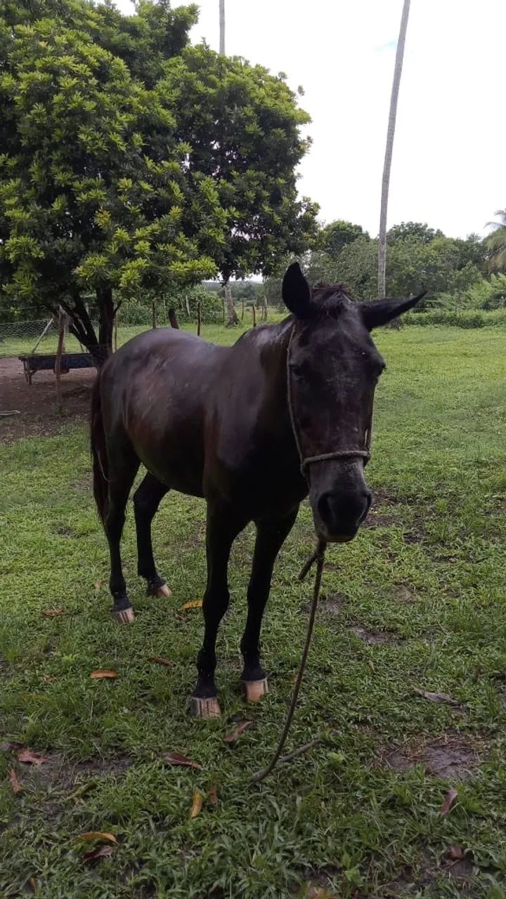 Cavalo  - Foto 2