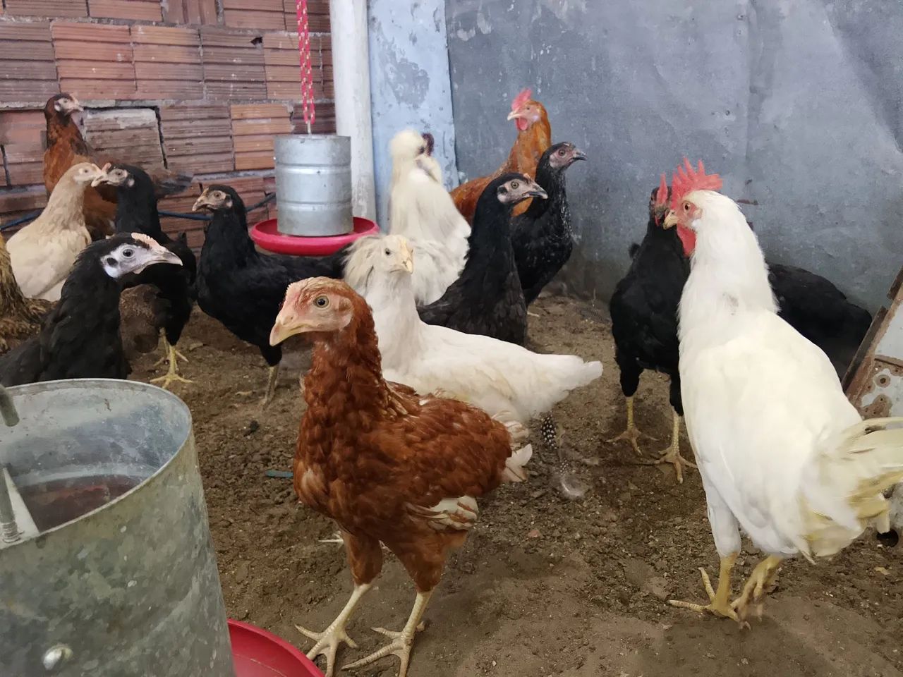 Franguinhas GLC - Foto 5