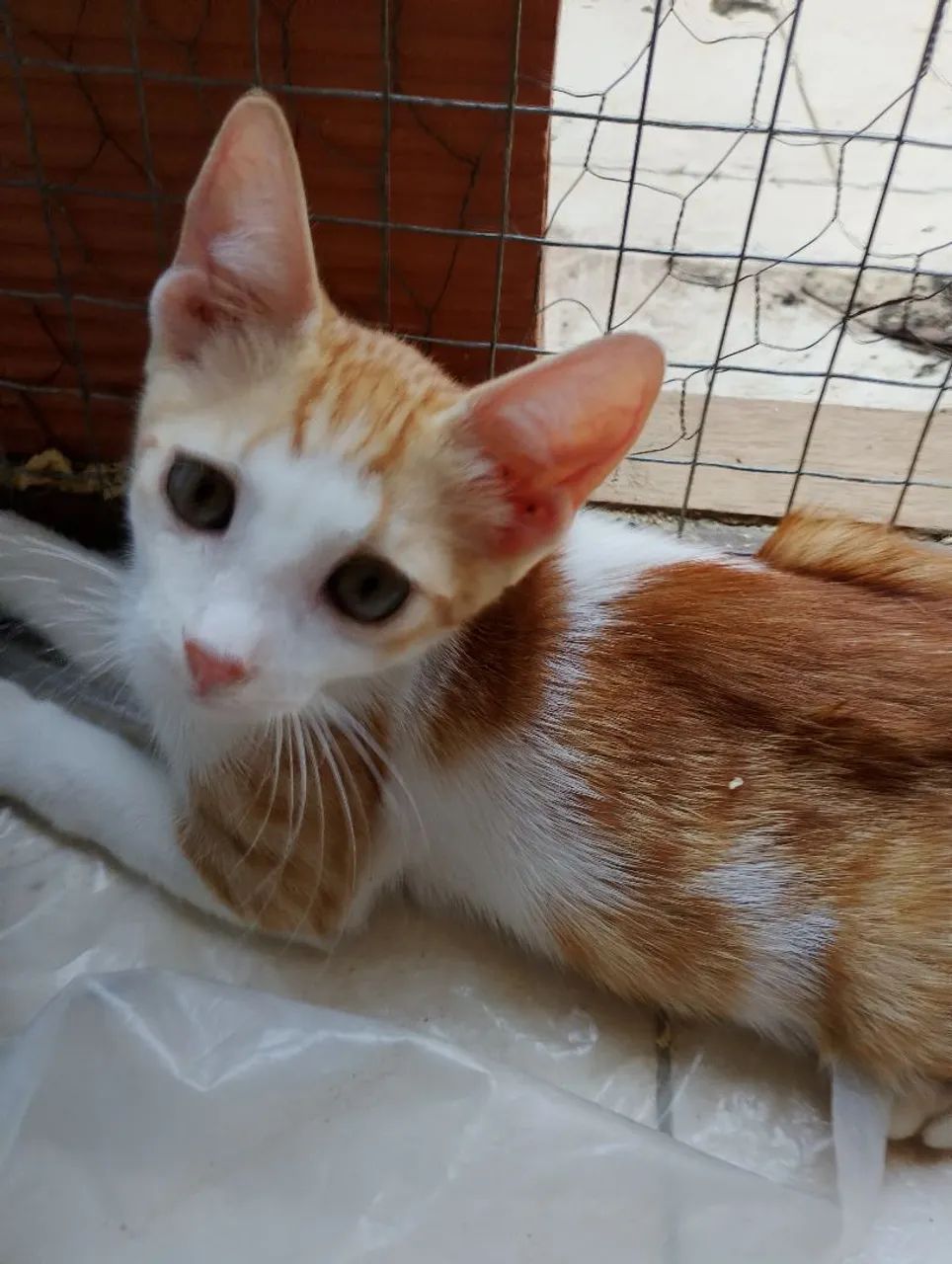 FILHOTES CASTRADOS E VERMIFUGADOS para adoção 