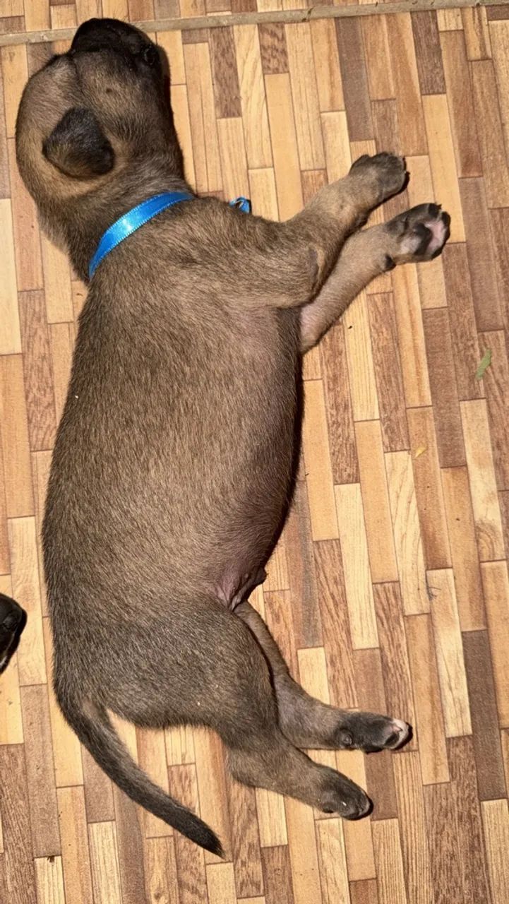 Adoção responsável - Foto 3