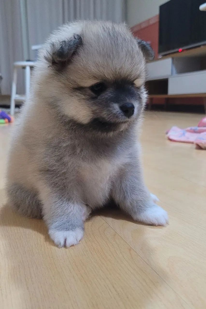 Filhotes de Spitz Alemão  - Foto 4