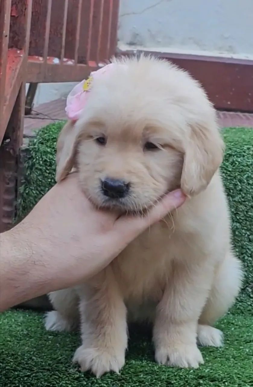 Golden Retriever  - Foto 4