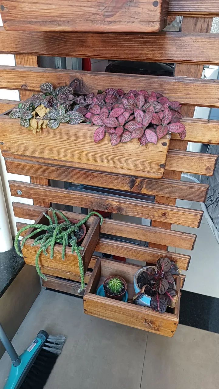 Plantas em vasos, cactos, suculentas - Foto 2