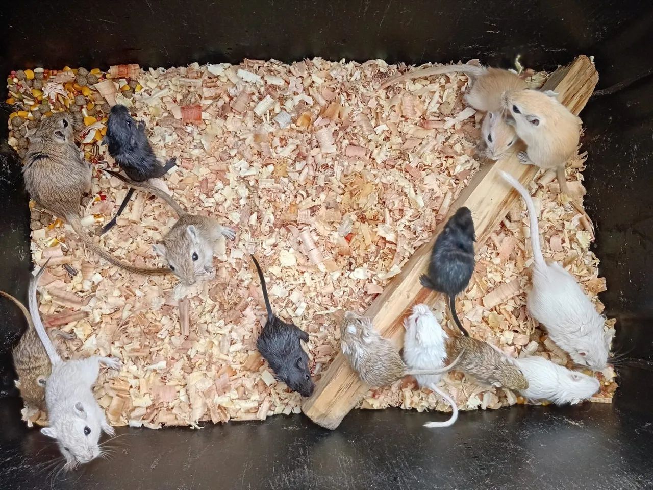 Lindos filhotes de gerbils - Foto 6