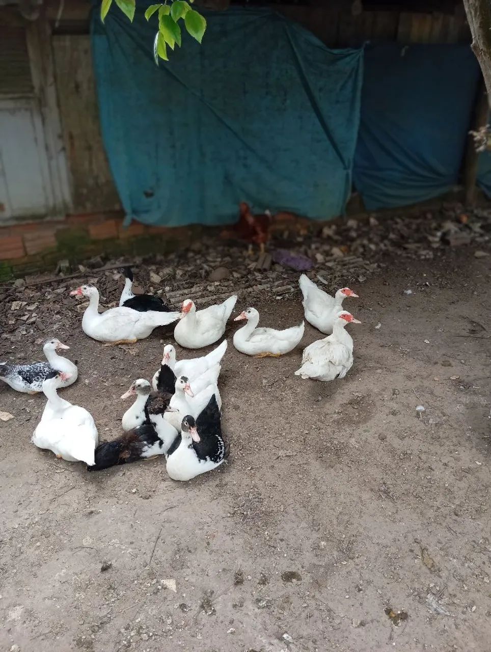 Patos criolos gigantes  - Foto 5