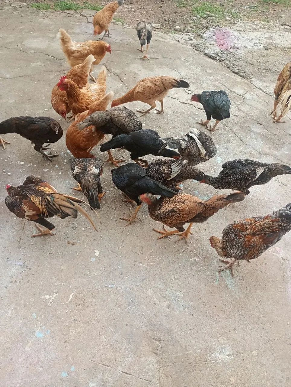 galinha e frangos caipira 